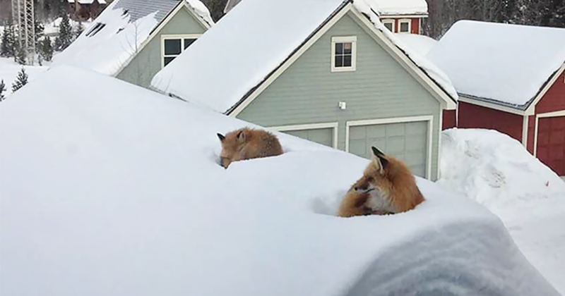 В Колорадо выпало так много снега, что лисы без труда взобрались на крышу дома
