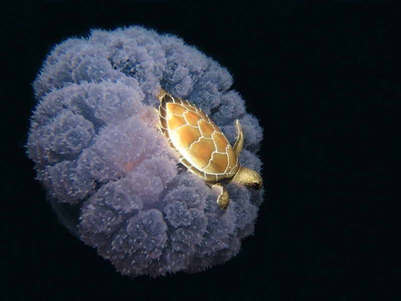 Черепаха верхом на медузе.
