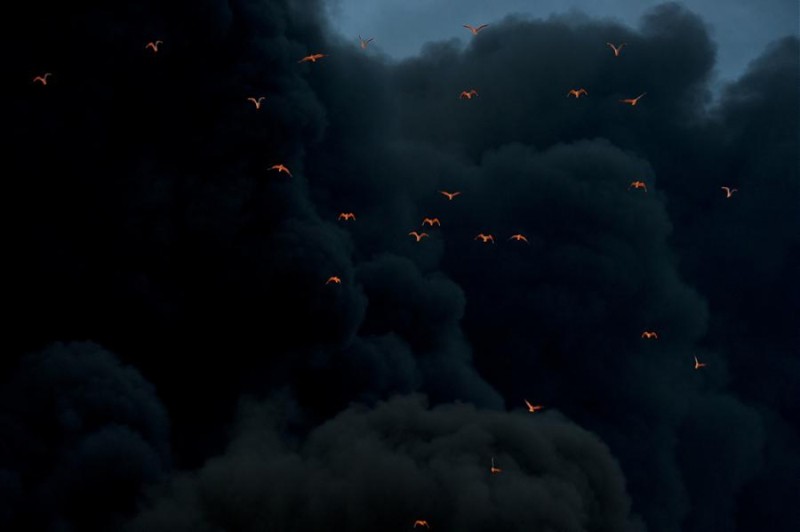 Освещенные огнем птицы на фоне дыма.