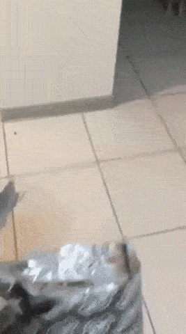 "Кто съел все печенье?"