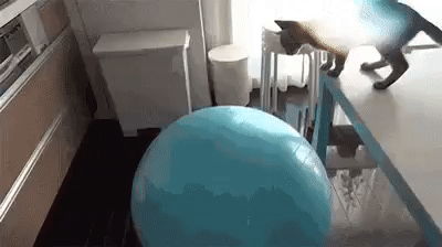 Ловкость и сообразительность