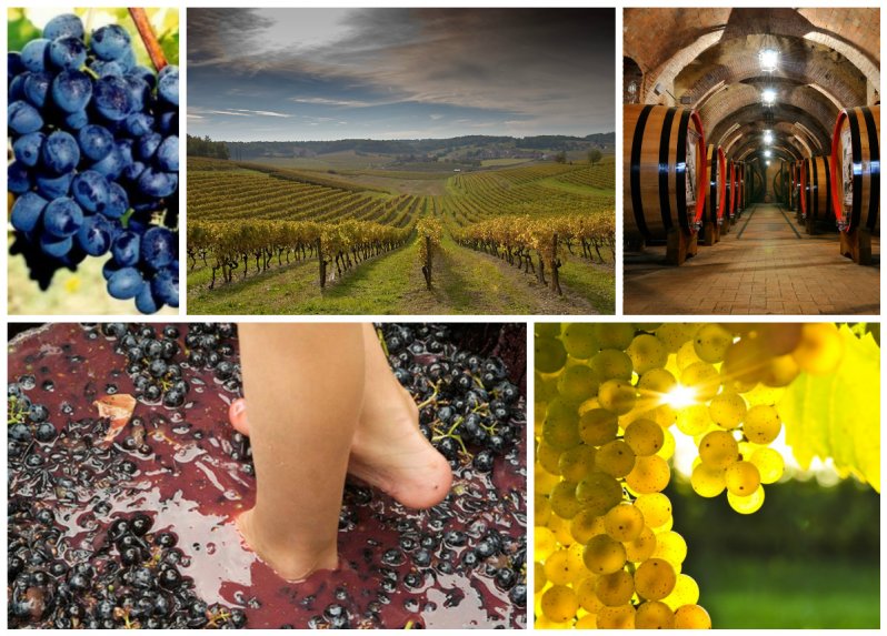 Виноградники и вино
