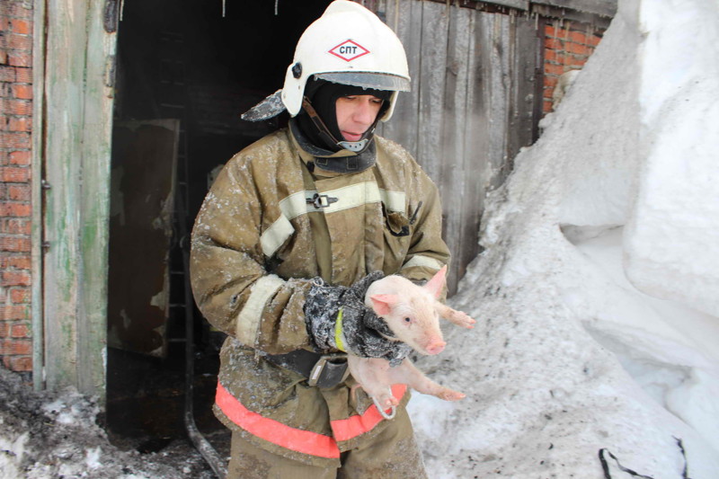 Томские пожарные спасли 150 поросят из горящего свинарника 