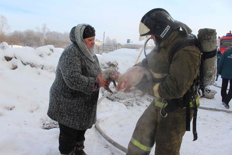 Томские пожарные спасли 150 поросят из горящего свинарника 