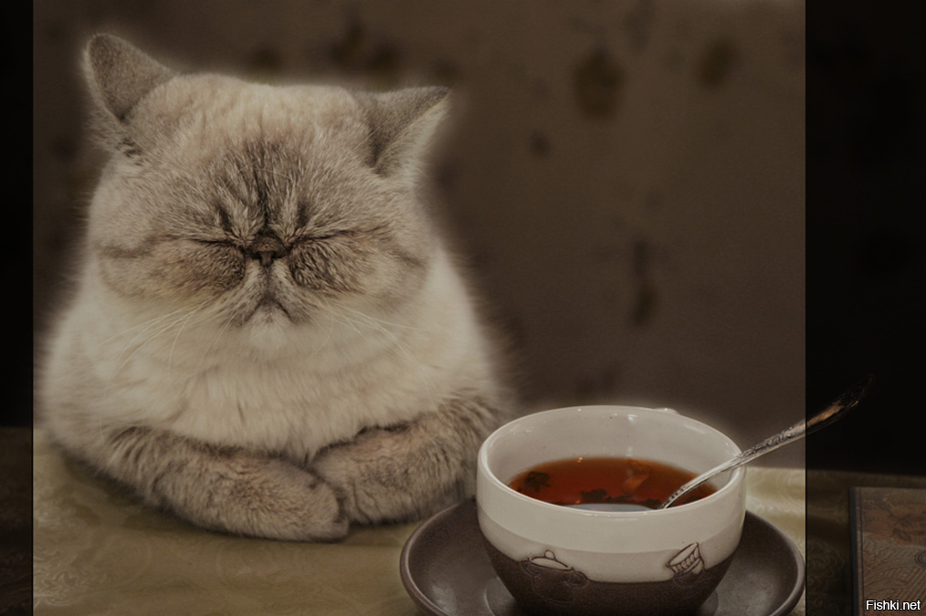 Хочу попить чаю. Бывает попьешь чайку закроешь глаза. Грустный кот в чае. Кот пьет чай. Кот с чашкой чая.