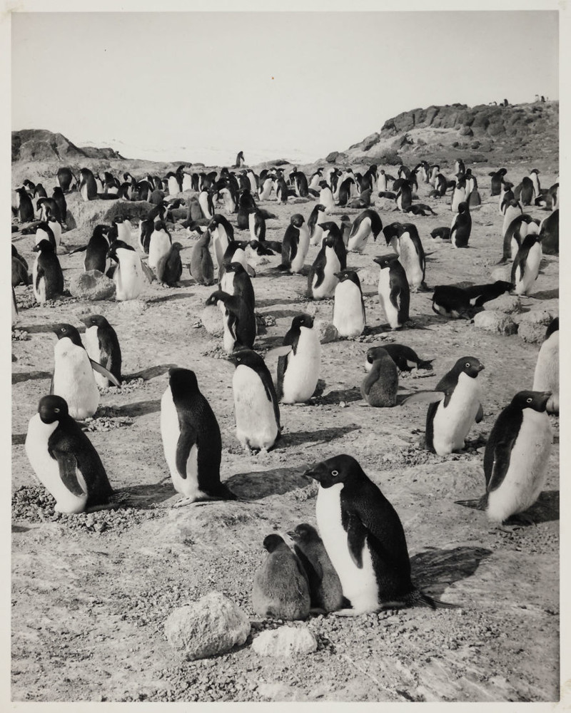 Пингвины Адели на мысе Ройдс