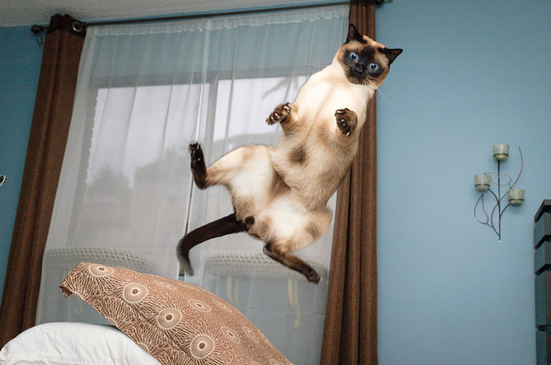 Котики, которые учатся прыгать и летать. Невозможно не улыбнуться!