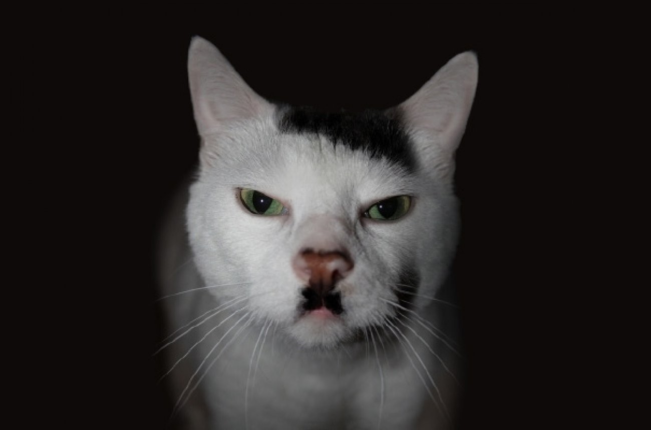 Hitler cat gif