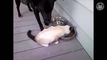 "Эй, это моя миска"