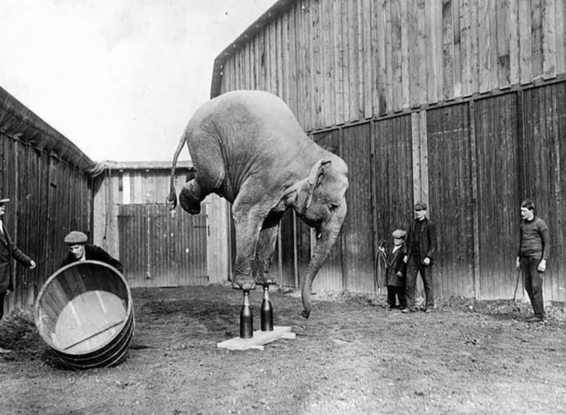 Дрессированный слон в начале XX века