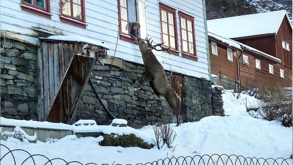 В Норвегии олень ежедневно навещает семью в знак благодарности за спасение благодарность, животные, норвегия, олень, события