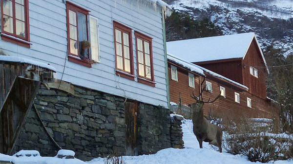 В Норвегии олень ежедневно навещает семью в знак благодарности за спасение благодарность, животные, норвегия, олень, события