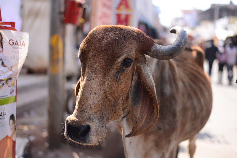 Священное животное: плюсы, минусы и подводные камни неприкосновенности коров в Индии