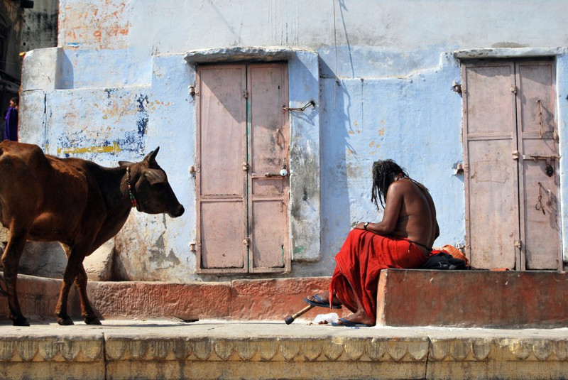 Священное животное: плюсы, минусы и подводные камни неприкосновенности коров в Индии