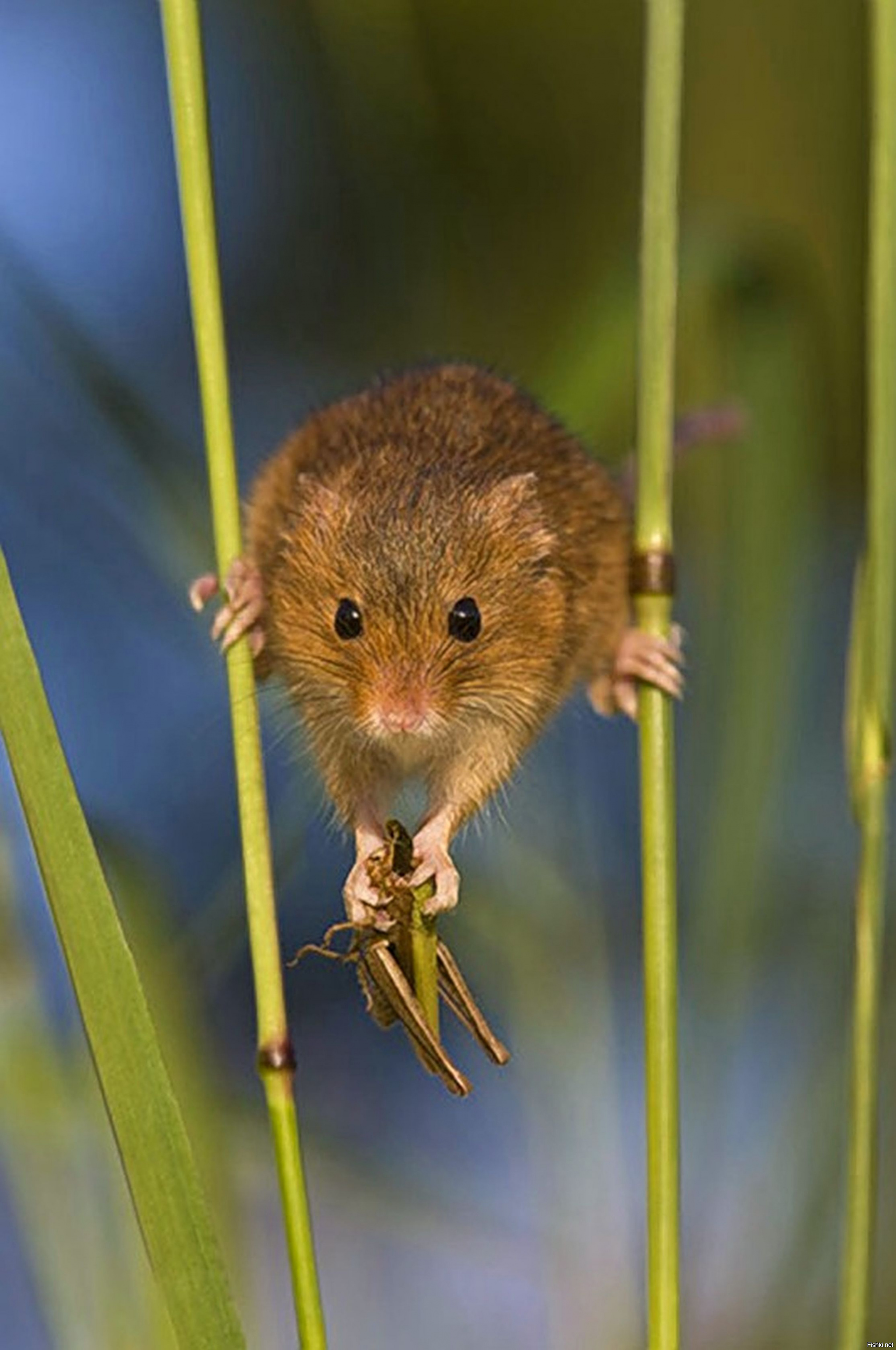 Полевая мышь фото. Мышь-Малютка (лат. Micromys minutus). Полевая мышь Малютка. Мышь Малютка Луговая. Полевая мышь полевка.