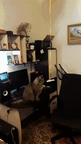 Как занять кота