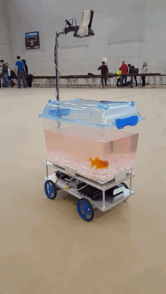 Рыбка сама управляет аквариумом