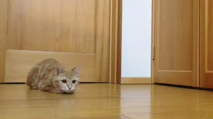 Великолепный кот-вратарь