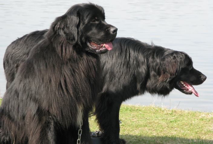 Топ-10 самых больших пород собак в мире – наши защитники и верные друзья