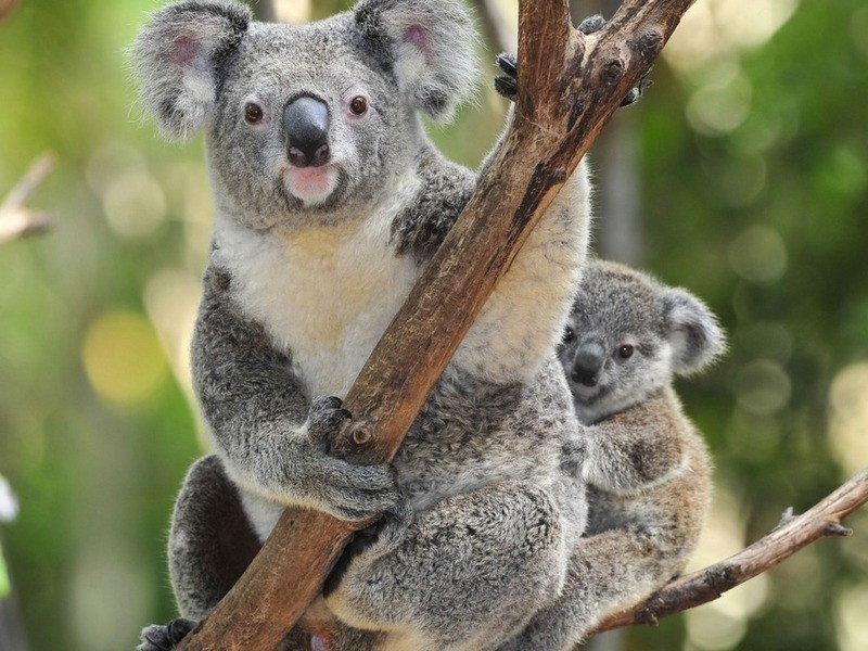 Хищные коалы