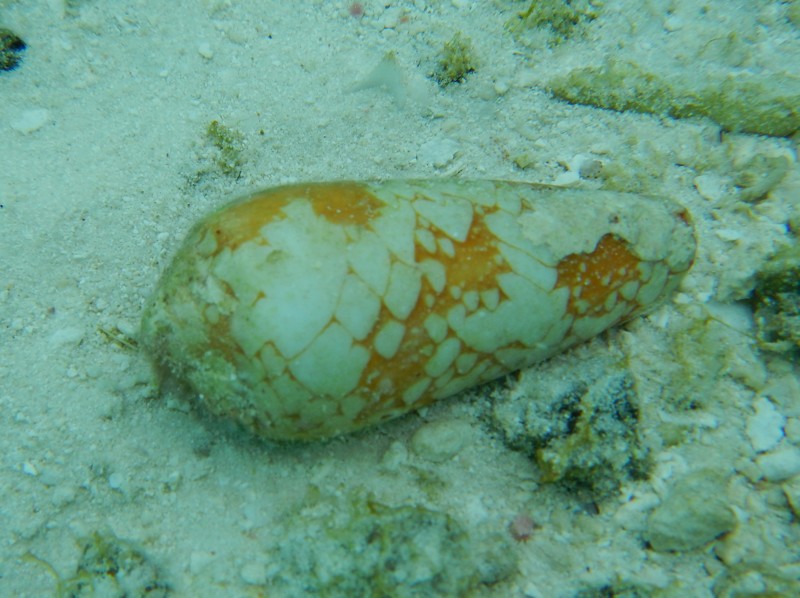 Conus aulicus