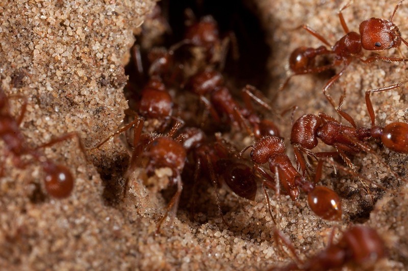 4. Красный муравей-жнец - рейтинг по шкале боли: 3.0