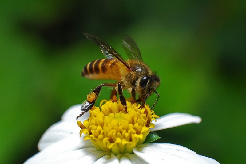 5. Медоносная пчела - рейтинг по шкале боли: 2.0