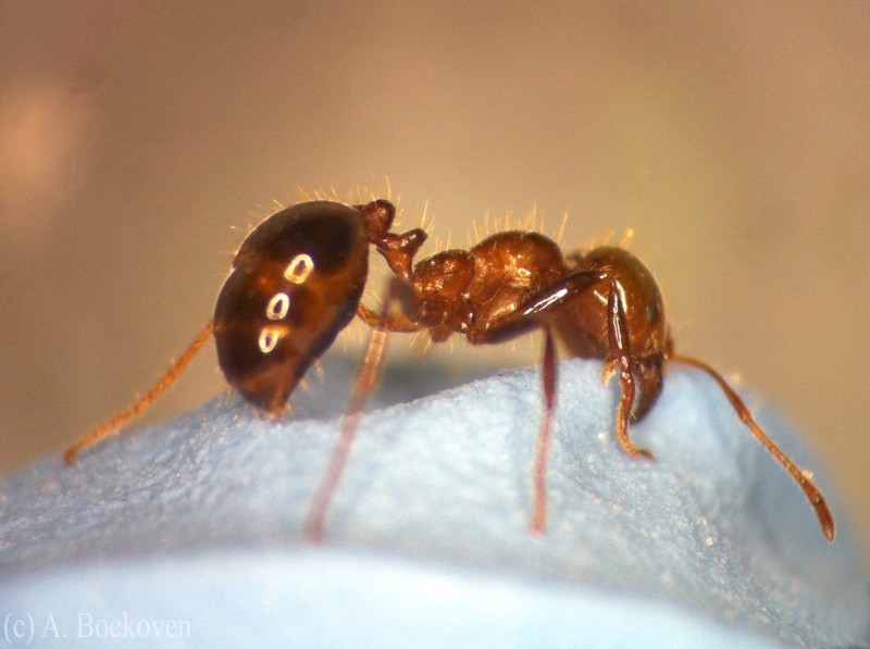 9. Огненные муравьи - рейтинг по шкале боли: 1.2  
