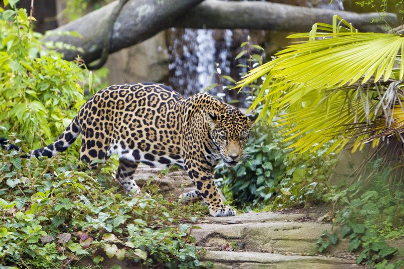Зоопарк Майами (штат Флорида, США)