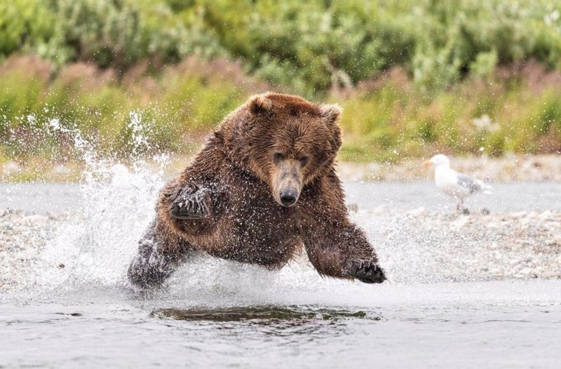 Невероятный полет медведя во время охоты на лосося