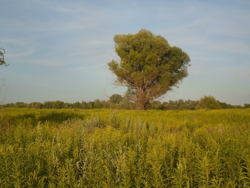 Природа Тульской области