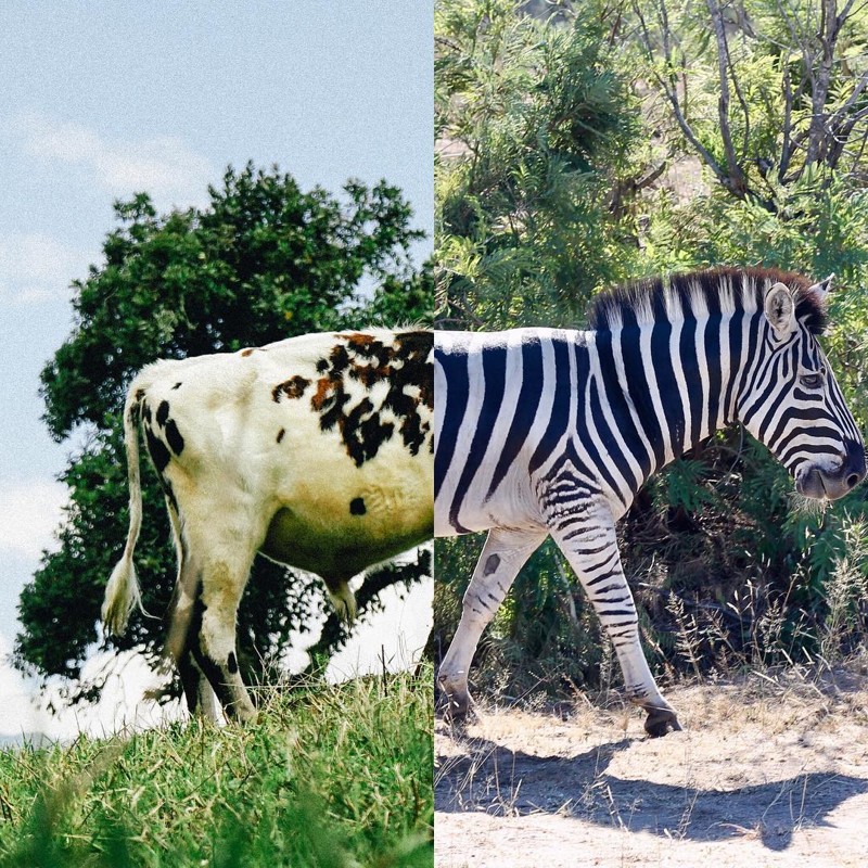 Корова с фермы в Колумбии и зебра на сафари в ЮАР