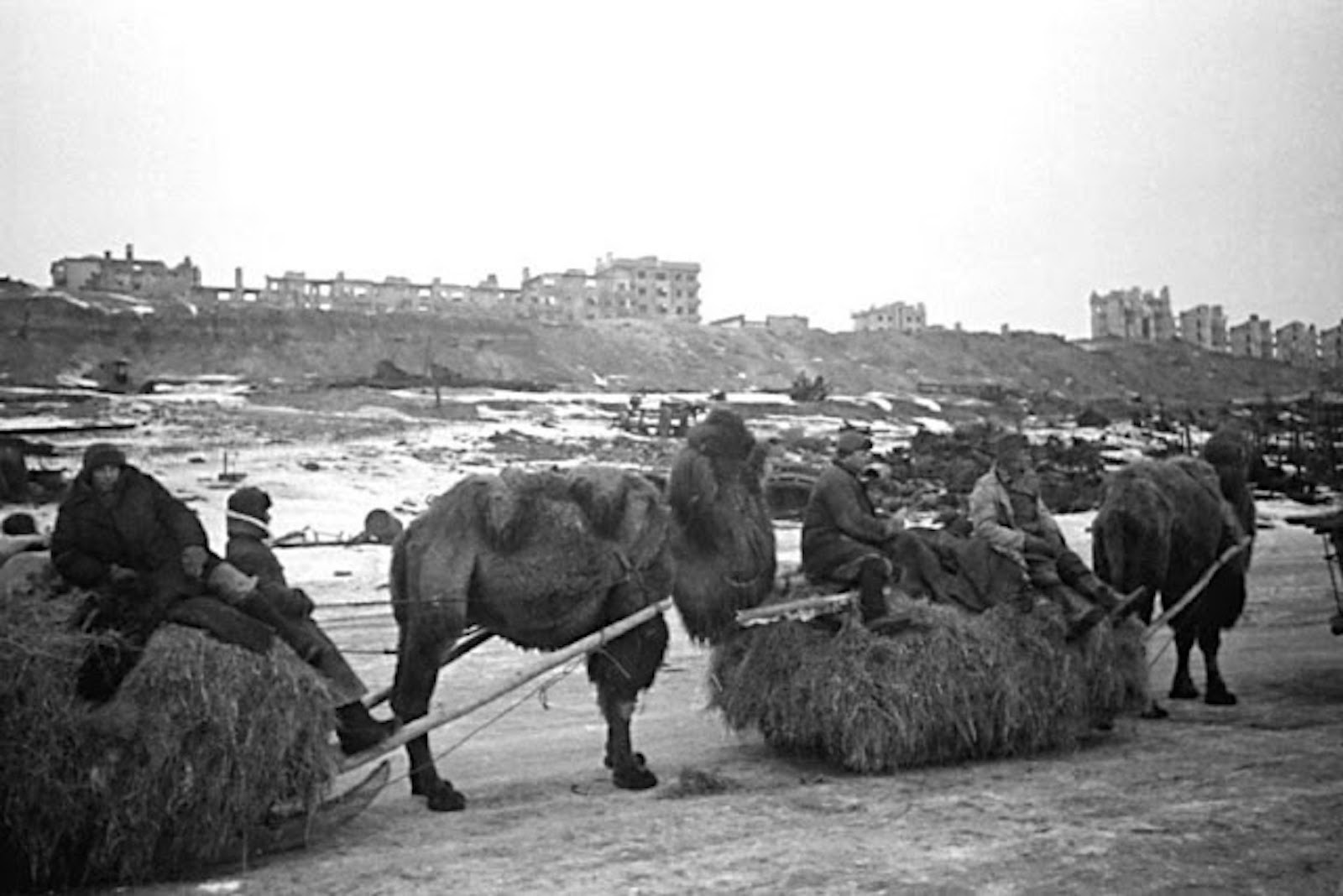 Верблюды во время Великой Отечественной войны 1941-1945
