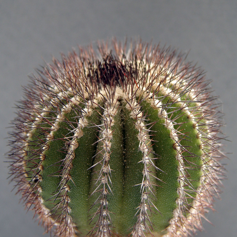 Ебельмания желтошиповая (Uebelmannia flavispina). Это просто кактус - Uebelmánnia — род кактусовых, входящий в подсемейство Cactoideae.