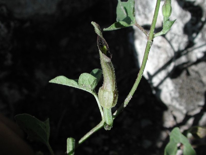 Аристолохия пуеблана (Aristolochia pueblana)
