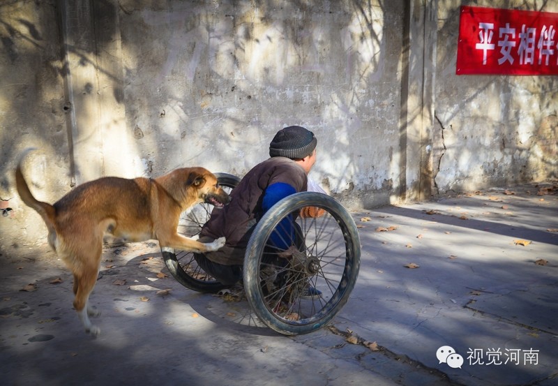 Жена с хвостом: каждое утро эта собака катит коляску с инвалидом на городской базар