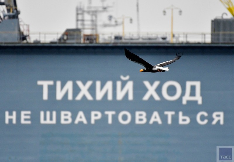 Съемки белоплечих орланов в бухте Золотой Рог во Владивостоке