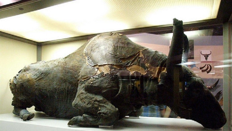 Древние ископаемые бизоны - Россия и Америка
