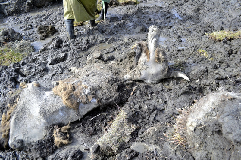 А так выглядел Юкагирский Бизон, найденный в 2011 году на севере Якутии.   Он сравнительно молод. Всего 9600 лет  и 4 года от рождения до смерти.  