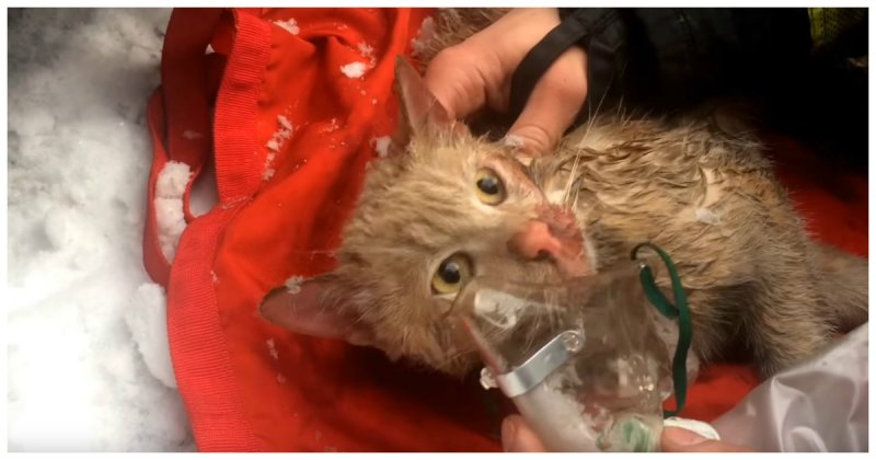 В Москве сотрудники МЧС откачали котика, спасенного из горящего дома