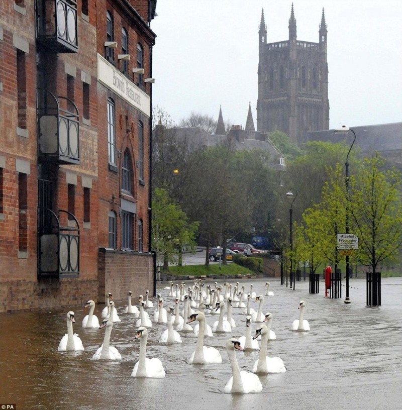 После наводнения по улицам Англии плавали лебеди