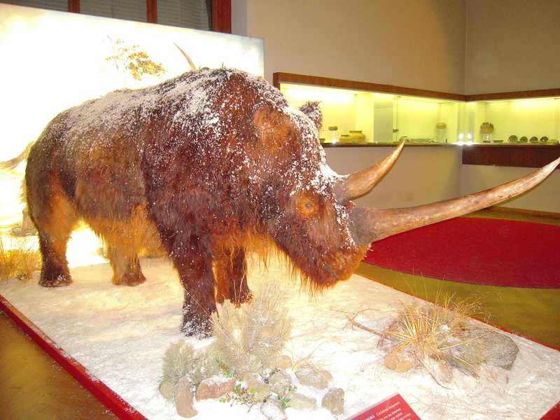 Вот эта модель носорога в Австрии в музее естественной истории Вены  сделана на основании такого же муляжа, полученного из Польши в 1930-х годах.