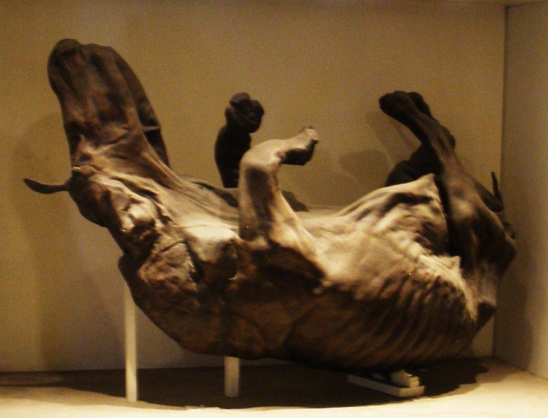 Слепок с мумии шерстистого носорога из Старуни. Лондонский музей естествознания. 