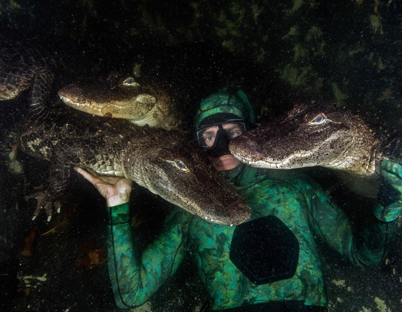  Невероятные фотографии трех аллигаторов с человеком