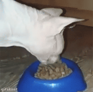 Сфинкс ест сухой корм. Кот экскаватор. Кот экскаватор. Кот ест как экскаватор. Кот ест как экскаватор.