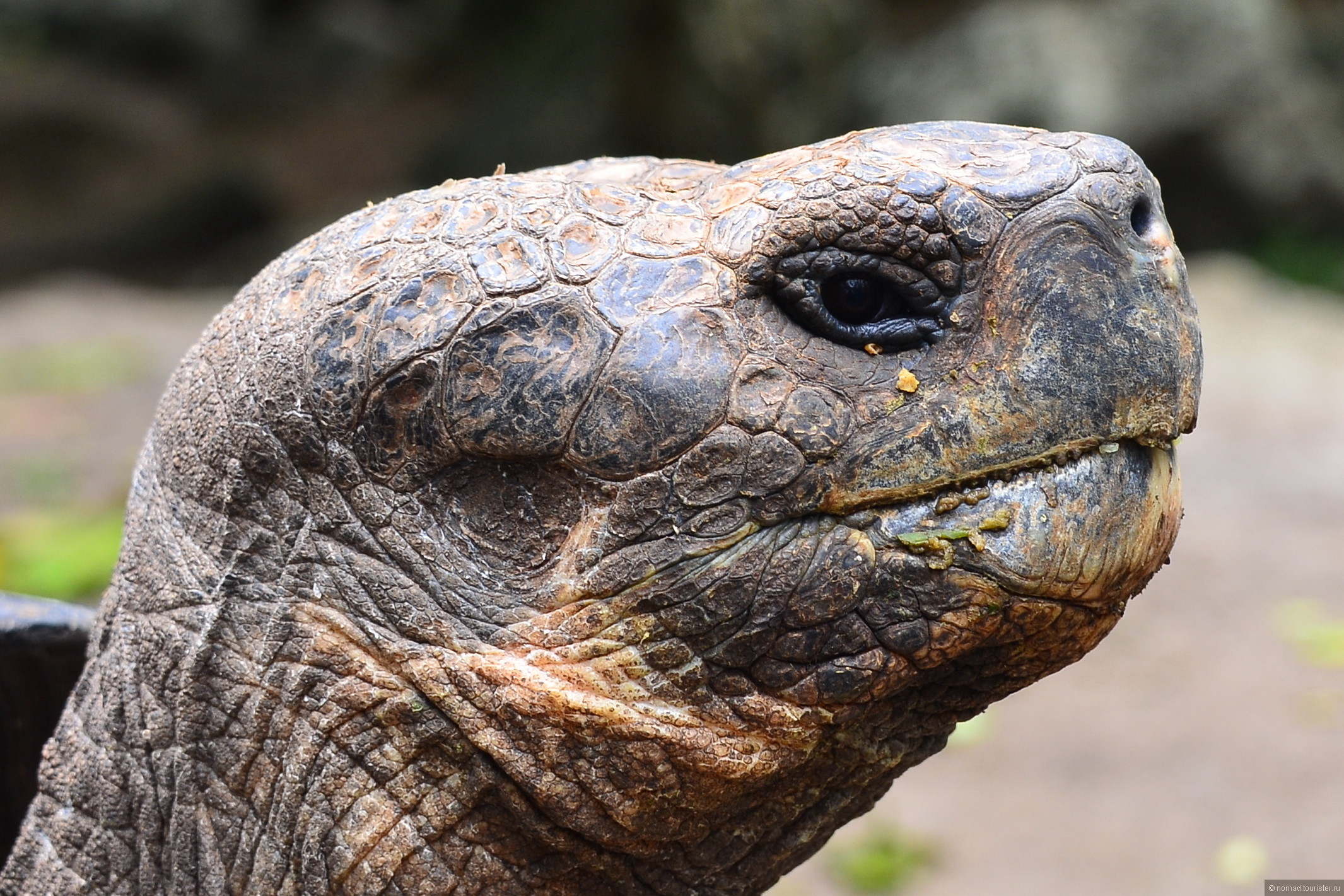 Большая галапагосская черепаха. Галапагосская черепаха. Слоновые черепахи Галапагосы. Галапагосская гигантская черепаха. Слоновая черепаха Сухопутные черепахи.