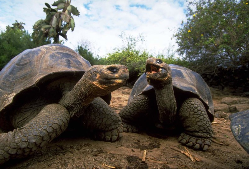 Самые большие сухопутные черепахи