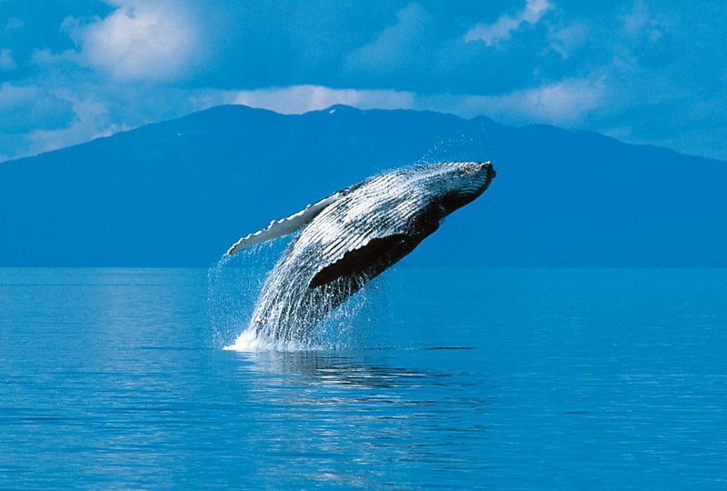 4. О чем поют горбатые киты? 