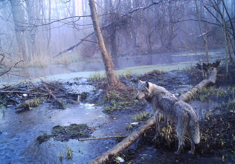  Животные правят Чернобылем после ядерной катастрофы