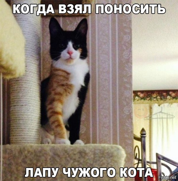 Из солянки